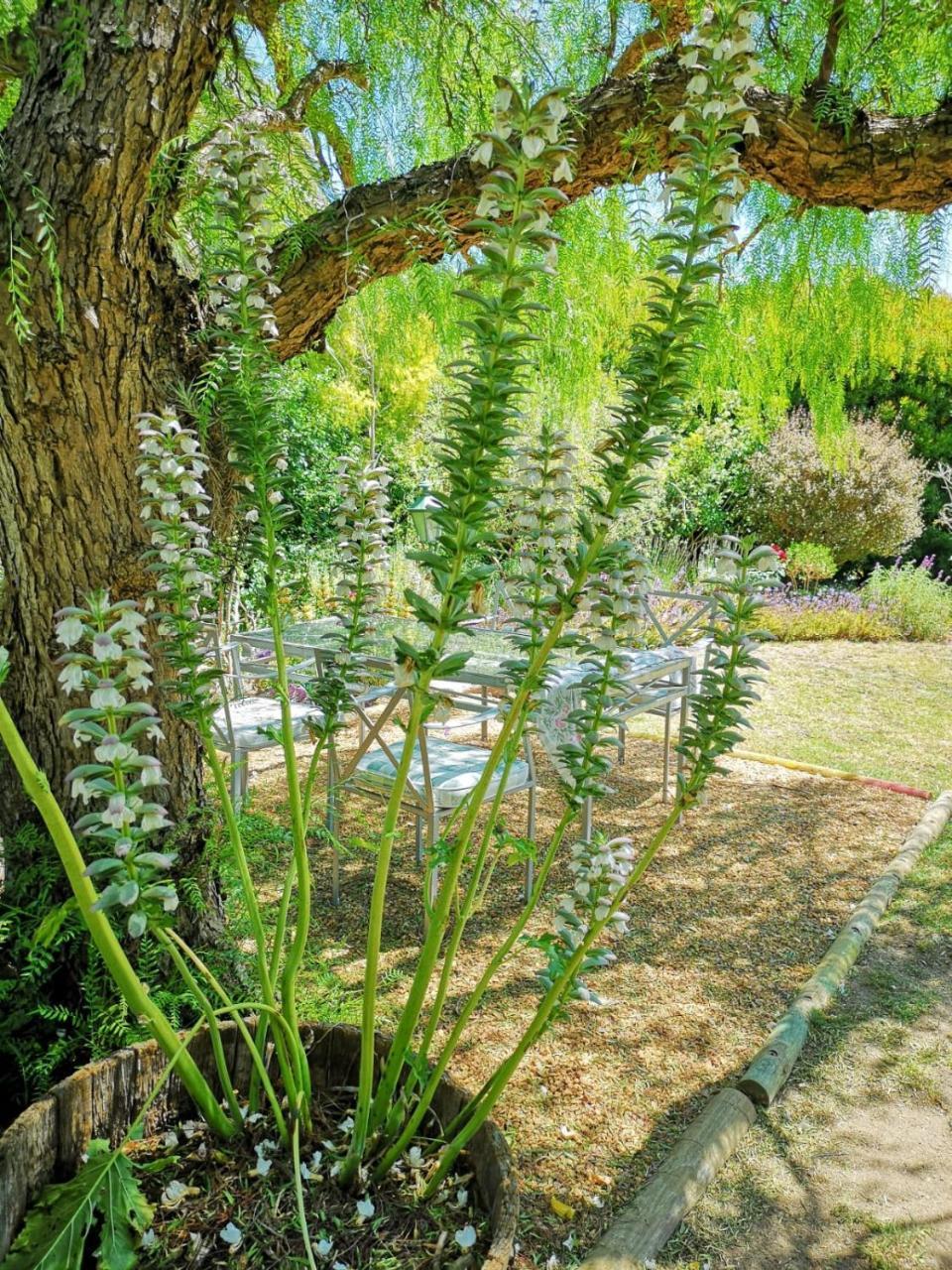 Almond Cottage Bed & Breakfast Somerset West Luaran gambar